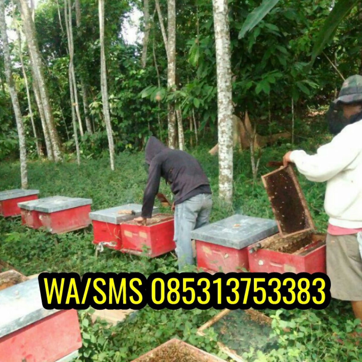 CALL/WA 0853-1375-3383 Produsen Madu Asli Murni Di Bogor